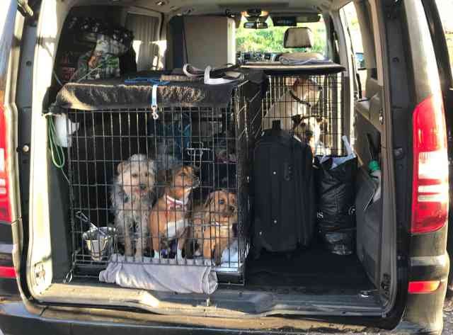 Rikka, Indy, Miko, Mr Fito, Canija and Kora, just arrived at their new home nr Madrid, after having travelled up from Ronda.